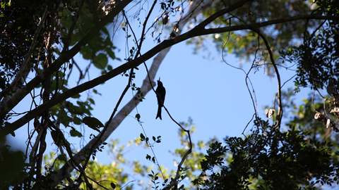 Crime Scene Rainforest, Bild 11